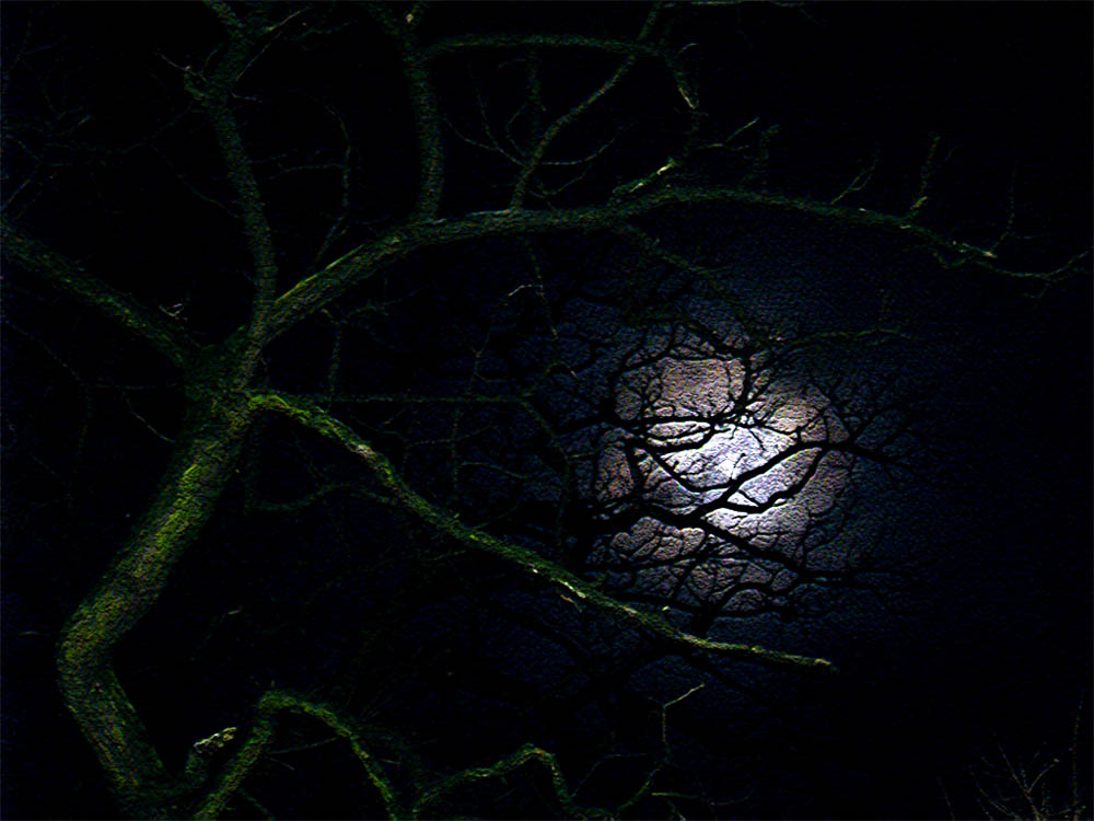 Ein Baum im Mondlicht