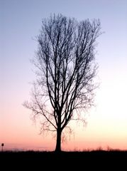 Ein Baum im Morgenlicht