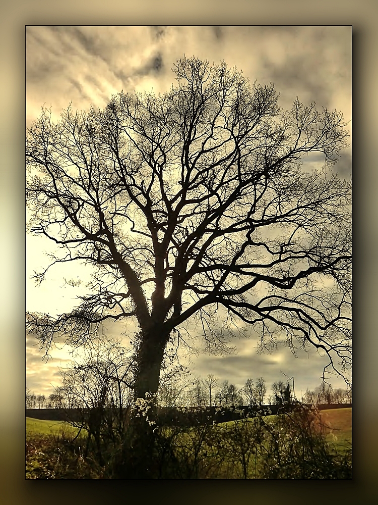 Ein Baum im Neandertal