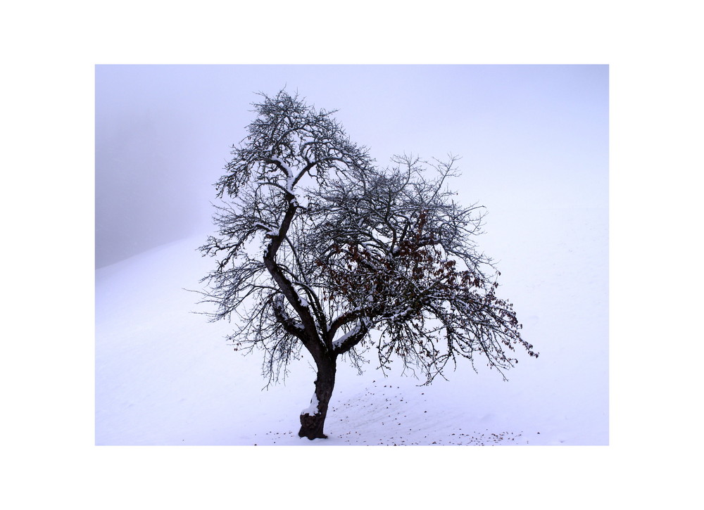 Ein Baum im Nebel und Schnee