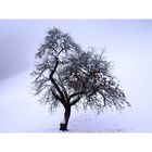 Ein Baum im Nebel und Schnee