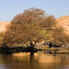 Ein Baum im Nil..
