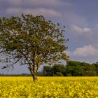 Ein Baum im nirgendwo