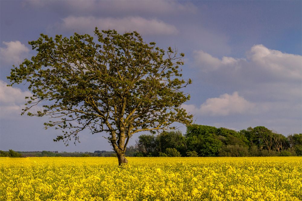 Ein Baum im nirgendwo