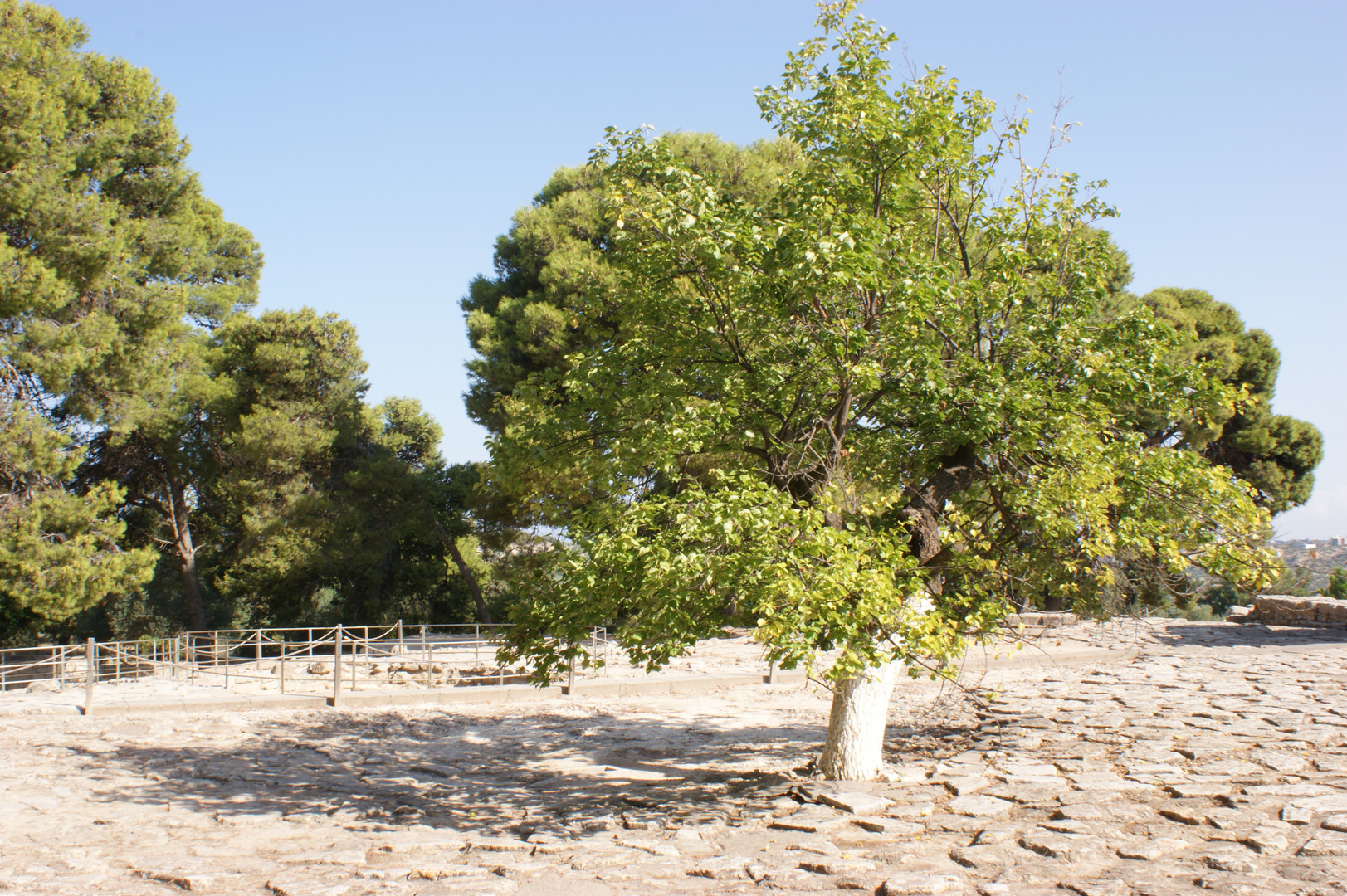 Ein Baum im nirgendwo.