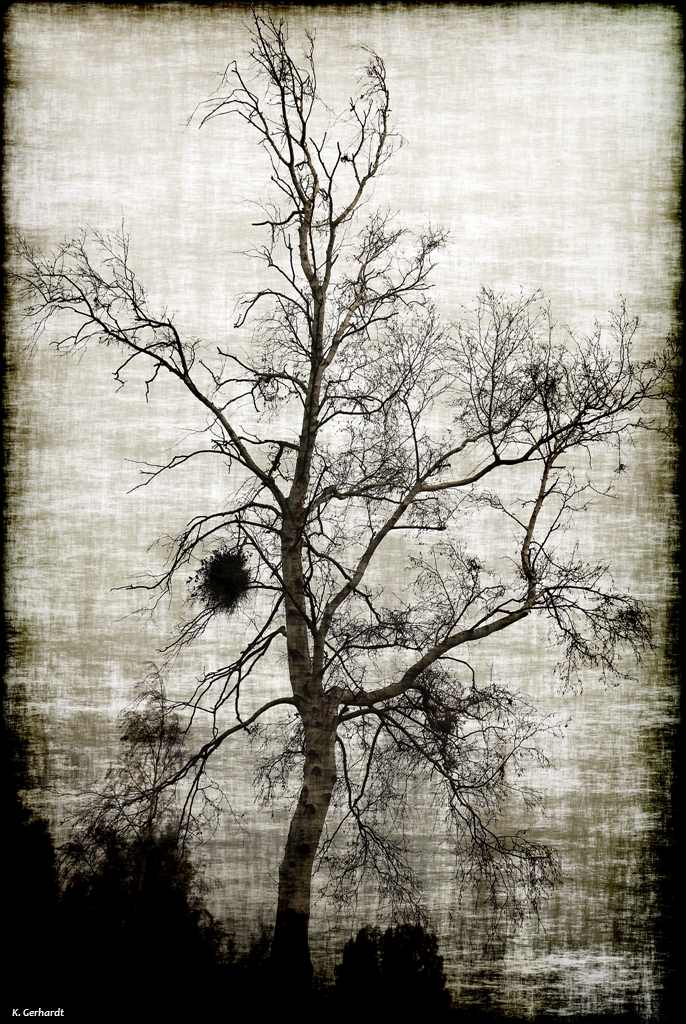 ein Baum im November