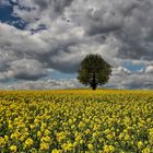 Ein Baum im Rapsfeld