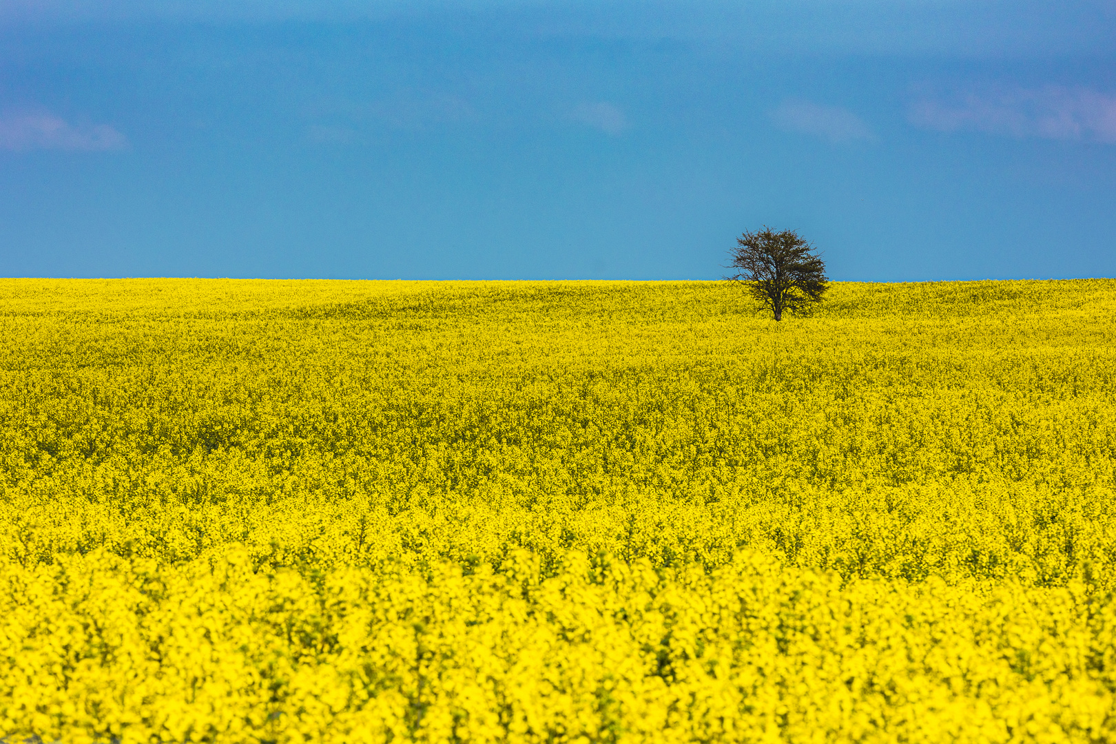 Ein Baum im Rapsfeld...