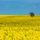 Ein Baum im Rapsfeld...