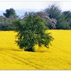 Ein Baum im Rapsfeld