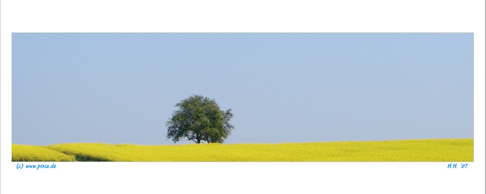 Ein Baum im Rapsfeld...