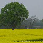 Ein Baum im Rapsfeld