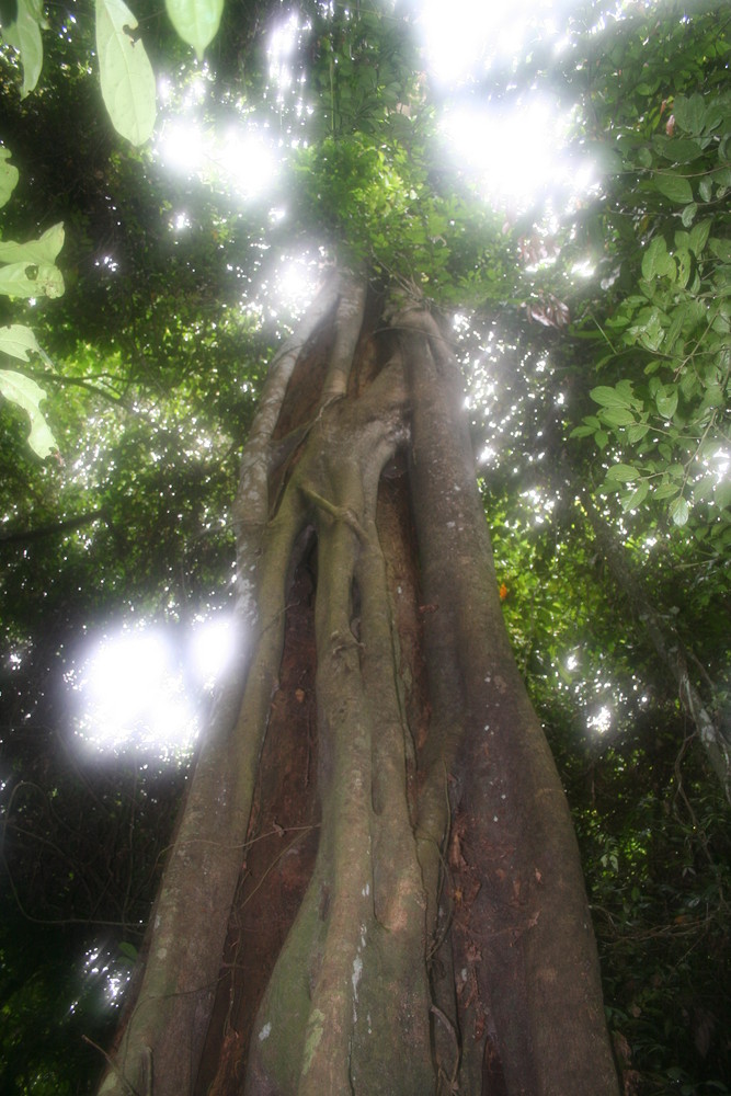 Ein Baum im Regenwald