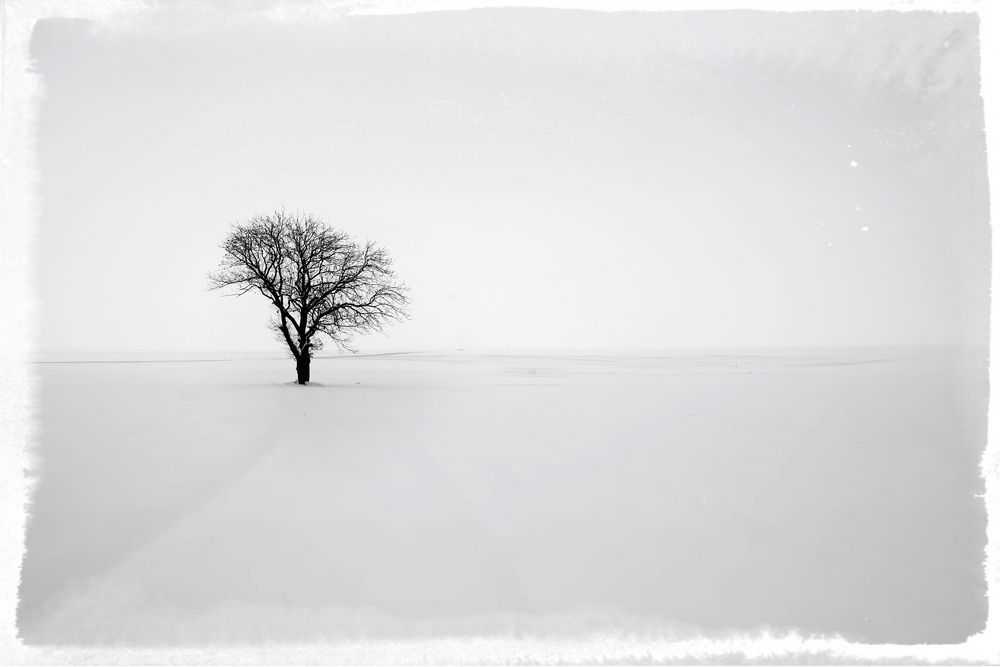 Ein Baum im Schnee