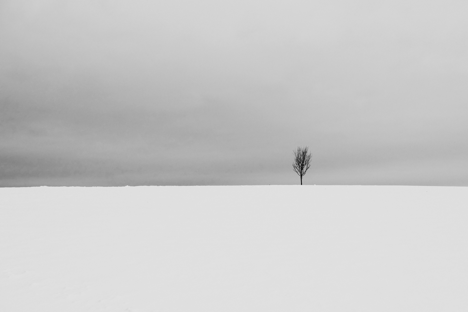 Ein Baum im Schnee...