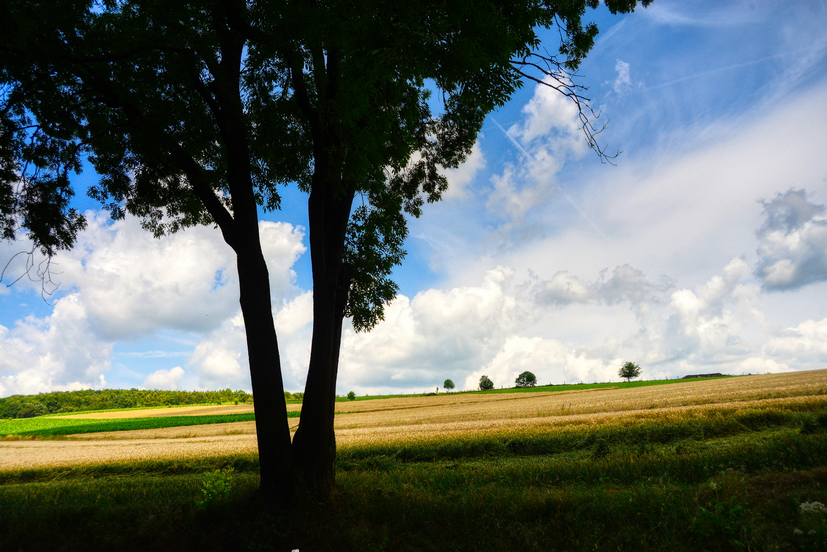 Ein Baum im Solling