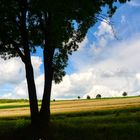 Ein Baum im Solling