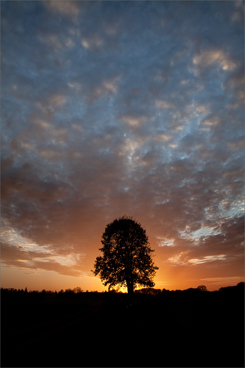 Ein Baum im Sonnenuntergang