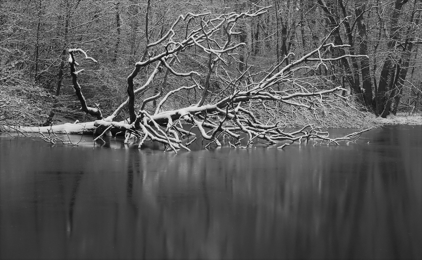 Ein Baum im Teich.....