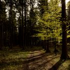 Ein Baum im Wald