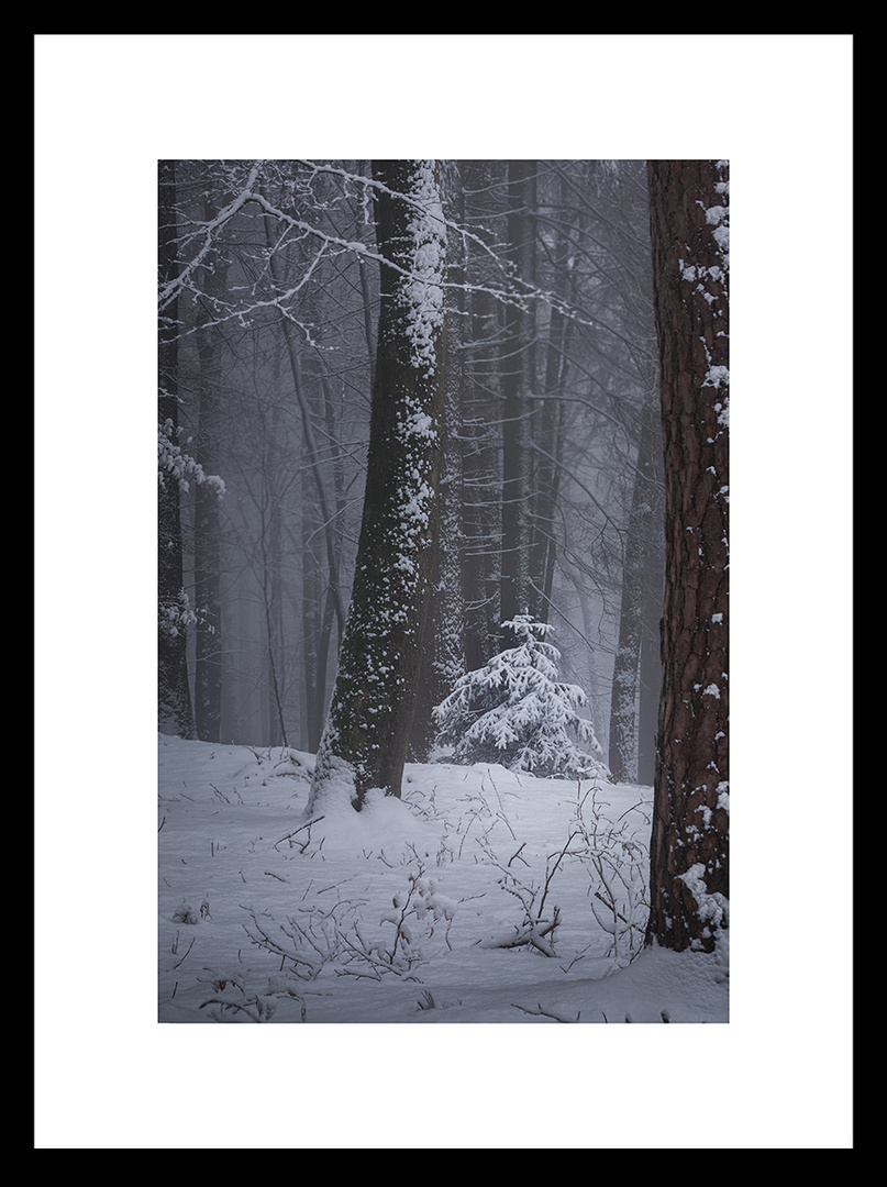 Ein Baum im Walde