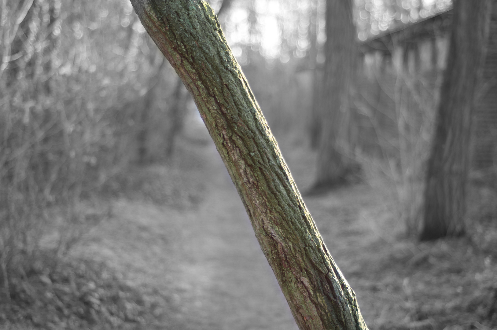 Ein Baum im Walde