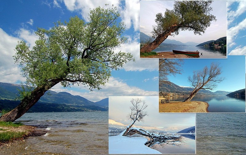 Ein Baum im Wandel der Zeit Foto & Bild jahreszeiten, natur Bilder