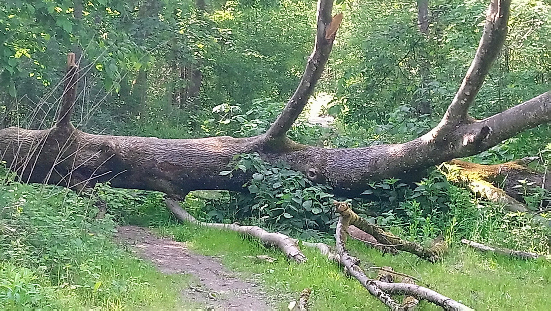 Ein Baum im Weg