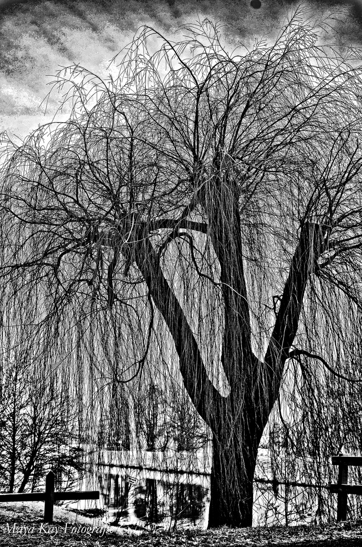 Ein Baum im Winter