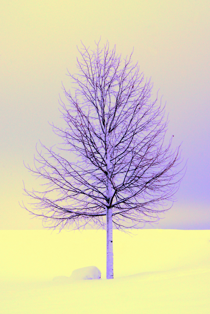 Ein Baum im Winter