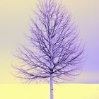 Ein Baum im Winter