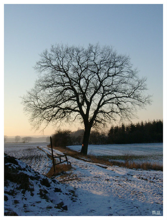 Ein Baum im Winter