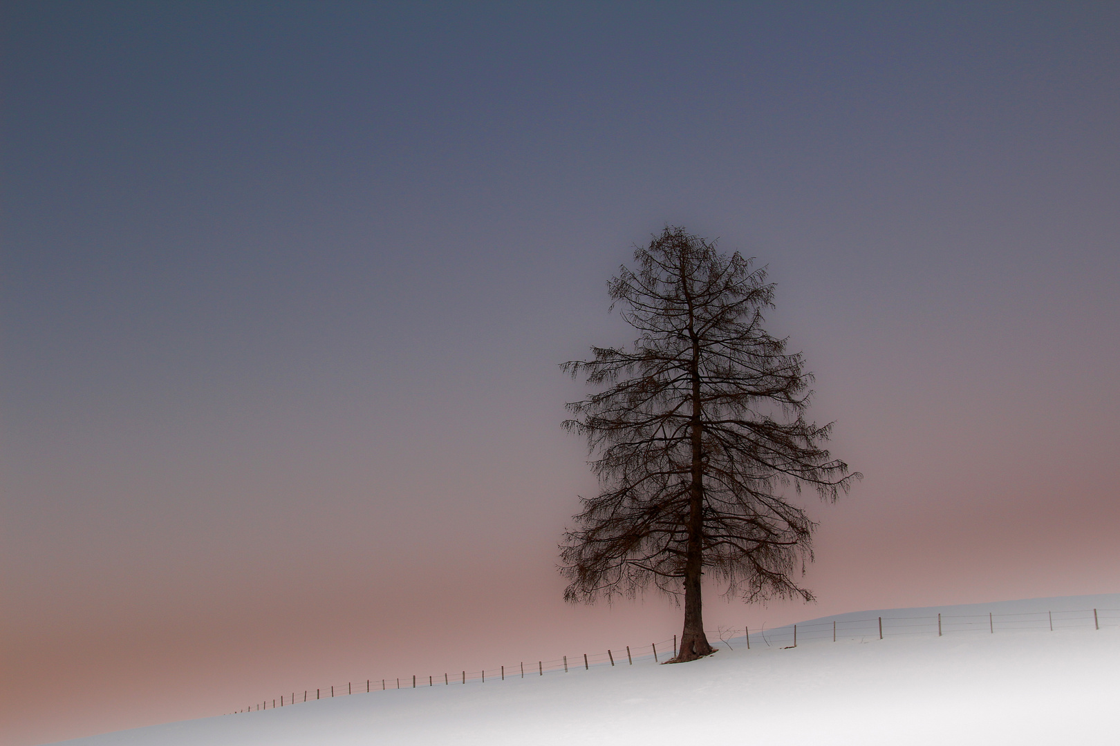 Ein Baum im Winter....