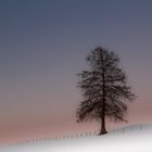 Ein Baum im Winter....