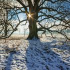 Ein Baum im Winter