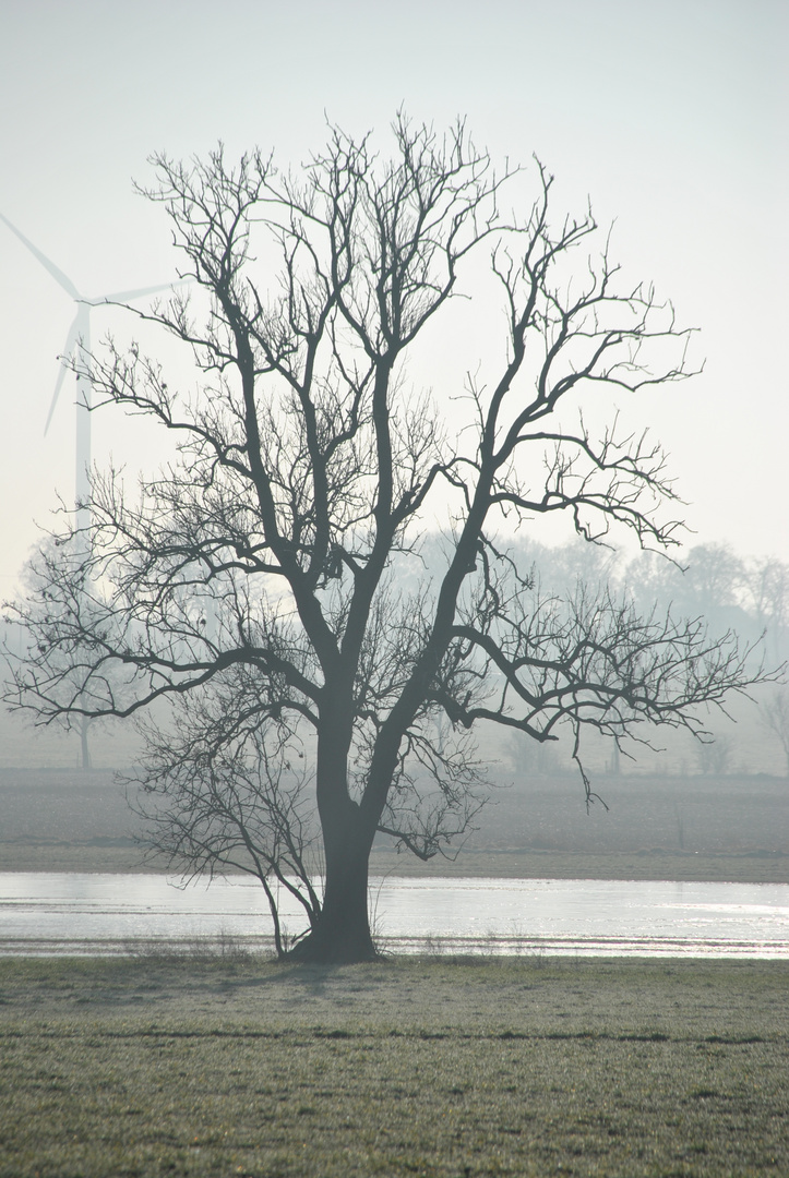 Ein Baum im Winter