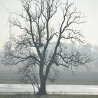 Ein Baum im Winter