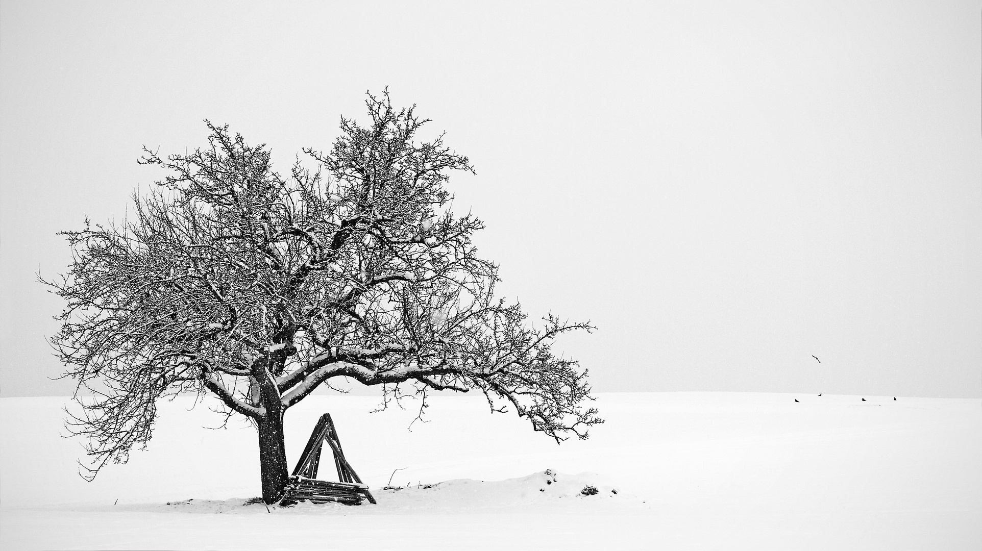 Ein Baum im Winter....1 A 