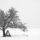 Ein Baum im Winter....1 A 