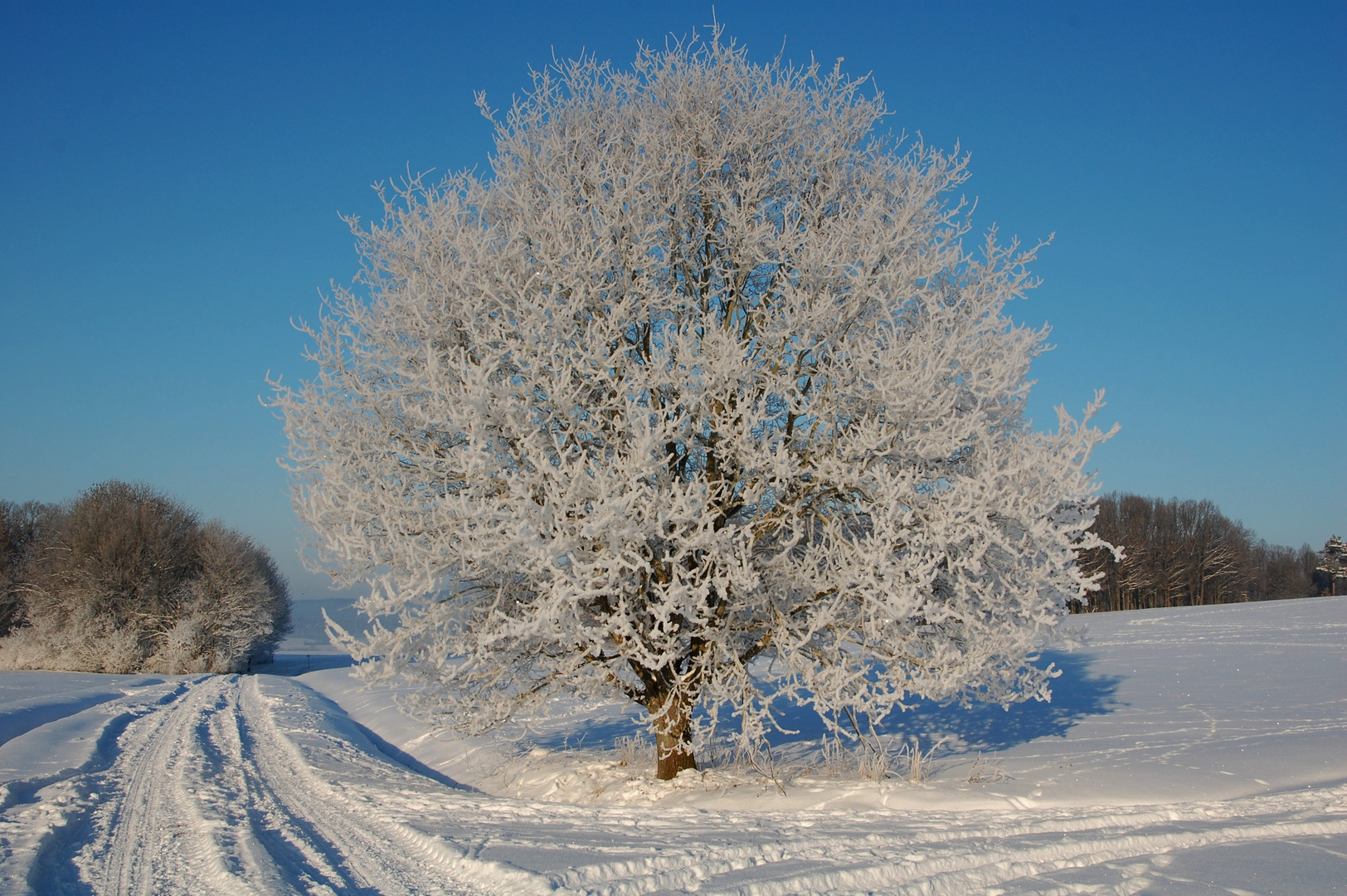 Ein Baum im Wintermantel