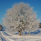 Ein Baum im Wintermantel