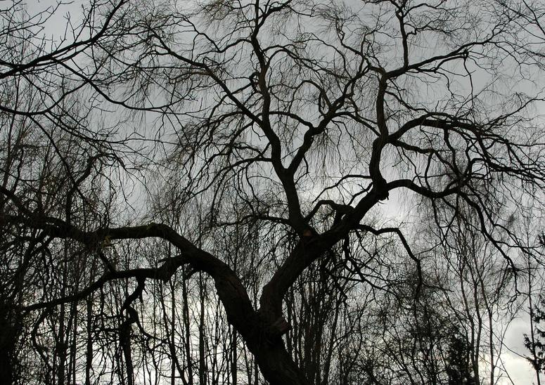 Ein Baum im Winterschlaf... eine faszinierende Gestalt