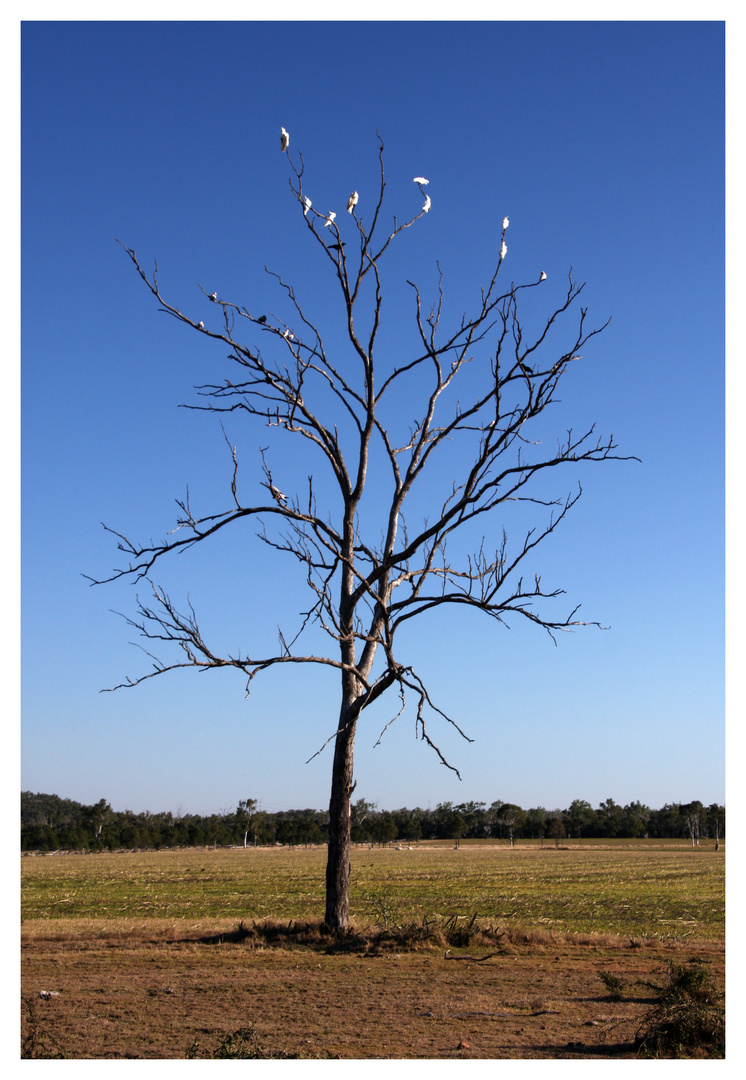 Ein Baum in Australien!