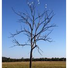 Ein Baum in Australien!