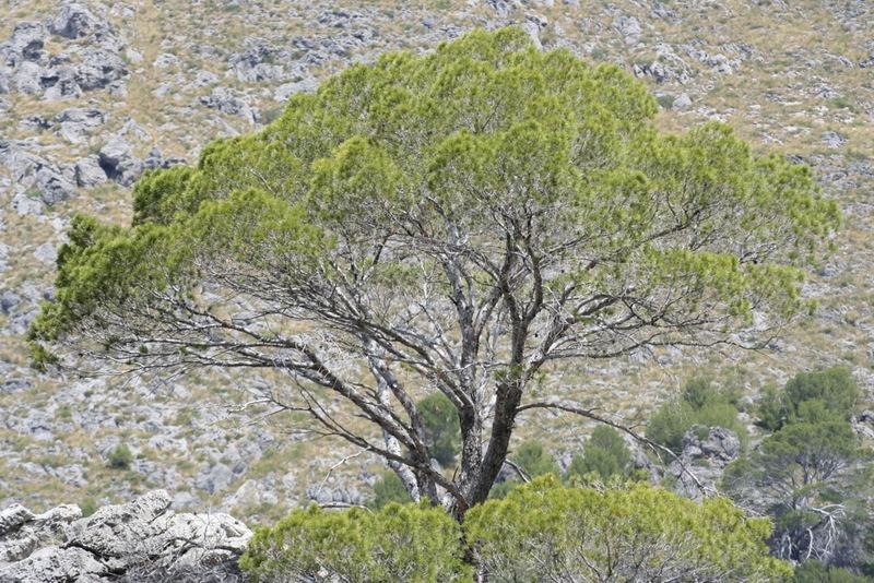 Ein Baum in den Bergen von Mallorca