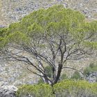 Ein Baum in den Bergen von Mallorca