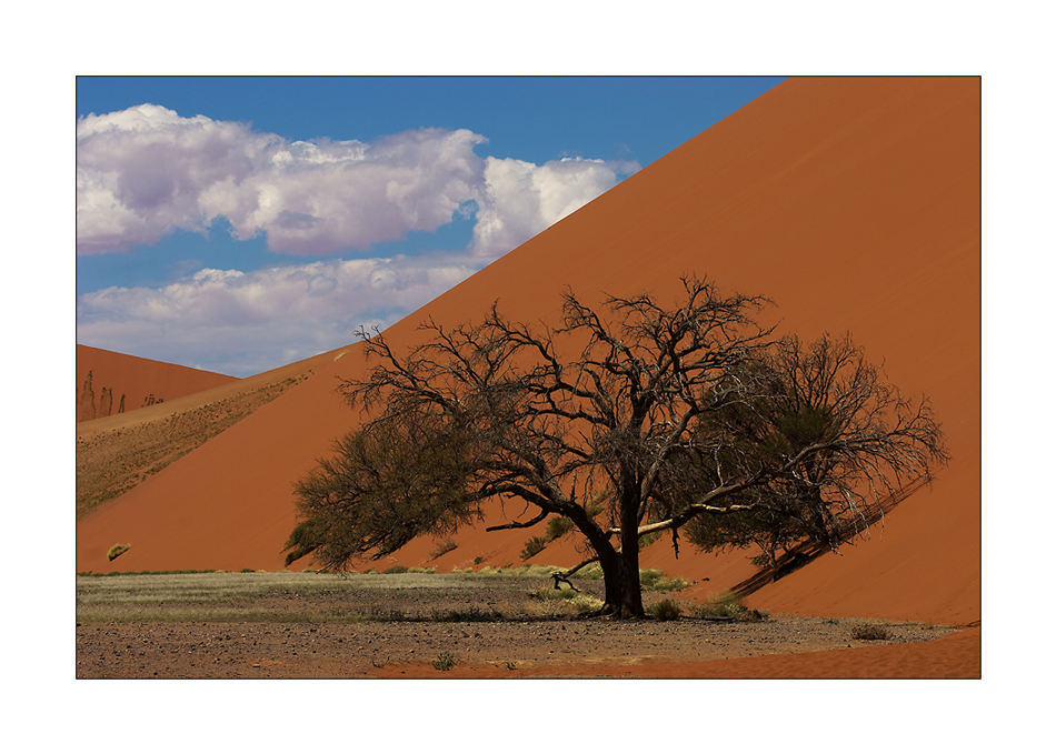 Ein Baum in den Dünen