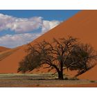 Ein Baum in den Dünen