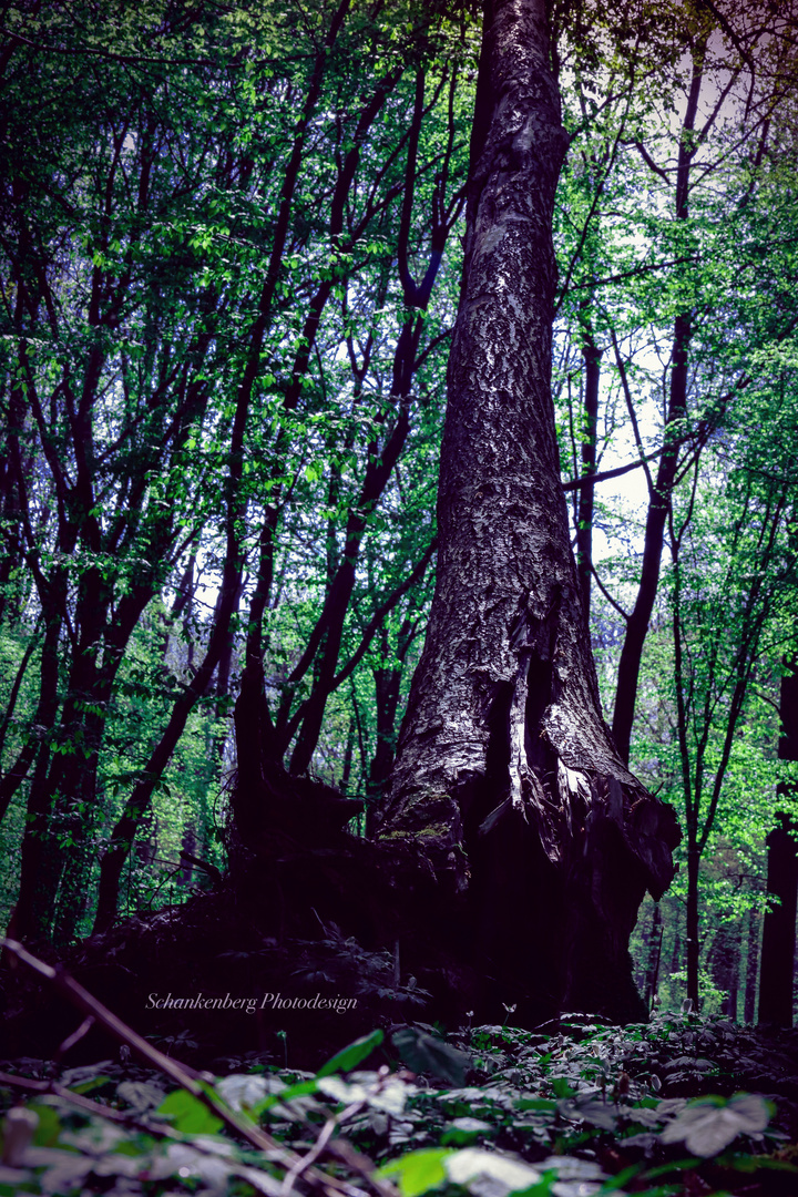 ein Baum in den tiefen den Waldes