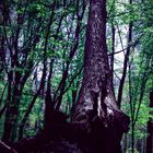 ein Baum in den tiefen den Waldes